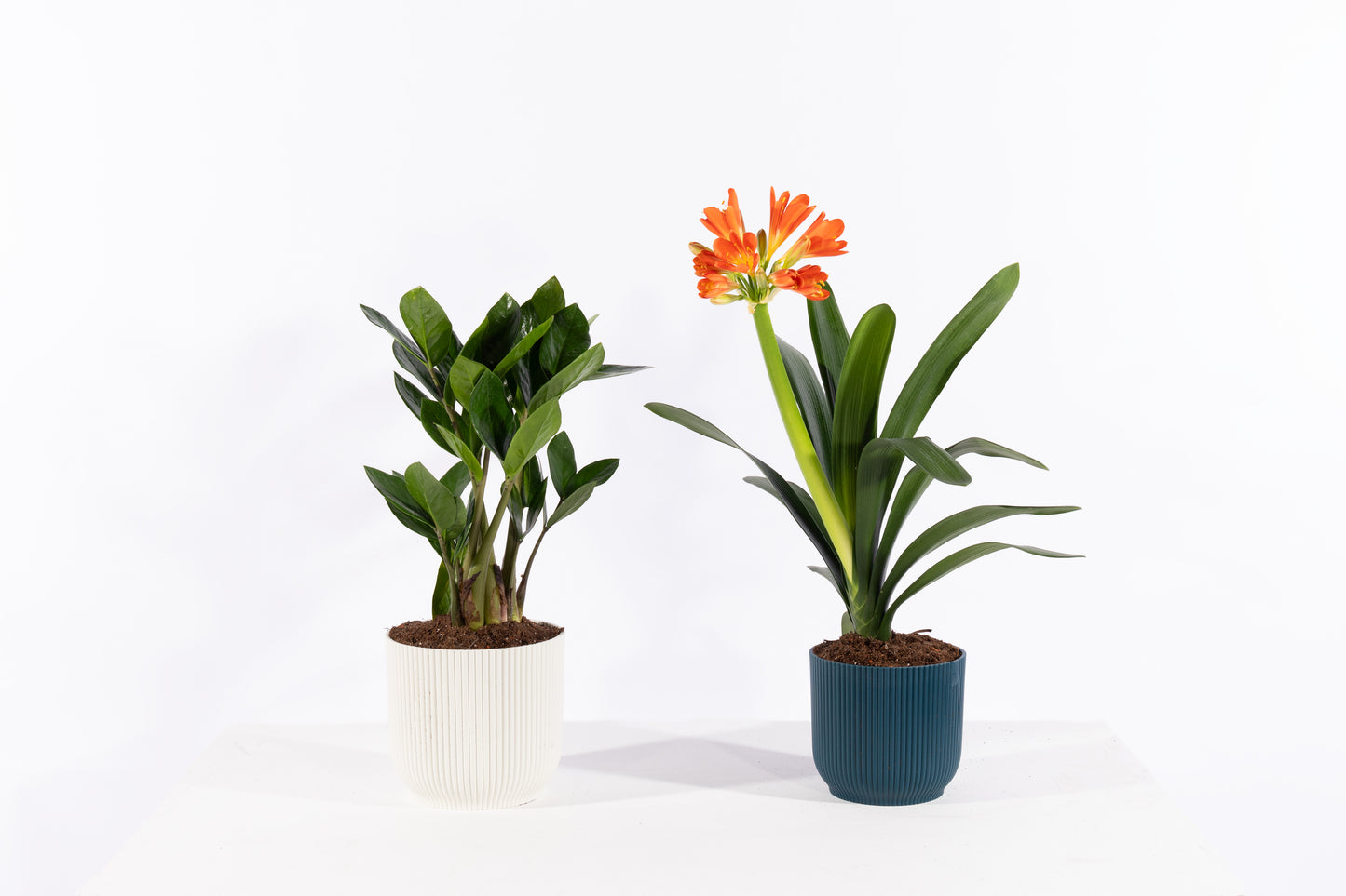 House Plant Subscription