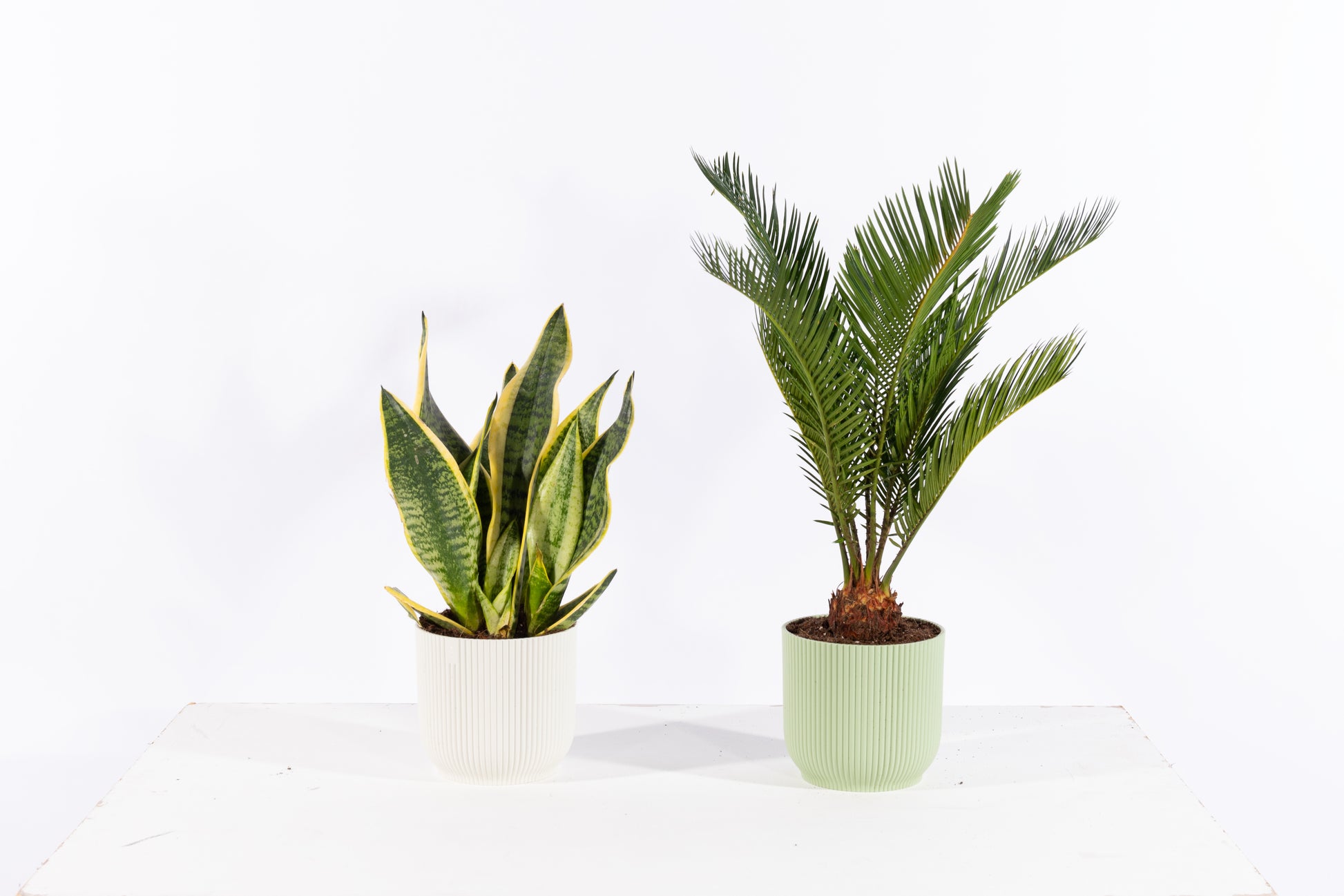 house plants online uk House Plant Subscription UK