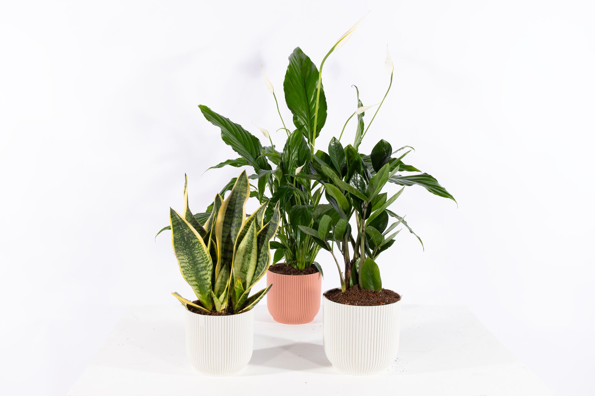 house plants for sale uk House Plant Subscription UK